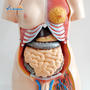 Modèles de torse androgyne de 85 cm (23 pièces), modèles d'anatomie des organes internes détachables, aides pédagogiques médicales en PVC. - Product Image 3