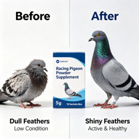Fournitures pour coqs de combat, supplément en poudre pour pigeons de course, produits pour pigeons Victery, formule pour jeunes pigeons, probiotique OEM