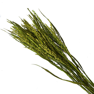 <span class=keywords><strong>ข้าว</strong></span>แหลมสำหรับประดับตกแต่ง<span class=keywords><strong>บ้าน</strong></span>,ดอกตะปูสำหรับตกแต่งร้านกาแฟดอกไม้งานแต่งงานต้นไม้ธรรมชาติสีสันสดใส - Product Image 5