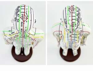 Modello di punto di agopuntura con codice inglese per il corpo umano, maschio/femmina, strumento pratico per l'insegnamento del TCM - Product Image 6