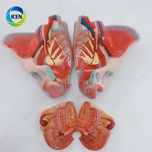 IN-M6 Pelve feminina modelo médico destacável com nervos do músculo do assoalho e genitais para demonstração e estudo da educação - Product Image 3