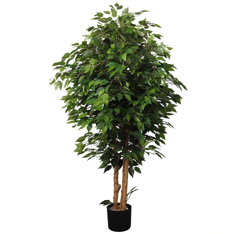 Árbol de baniano de 1,3 metros de altura [verde]