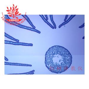 Lames de microscope de laboratoire utilisant des lamelles biologiques standard de l'enseignement supérieur pour microscopes d'enfants - Product Image 1