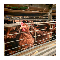 Équipement avicole automatique Tianrui de type H pour l'élevage de poulets en batterie, cages à poulets neuves en acier galvanisé, 3 à 8 niveaux, 15-20 poulets