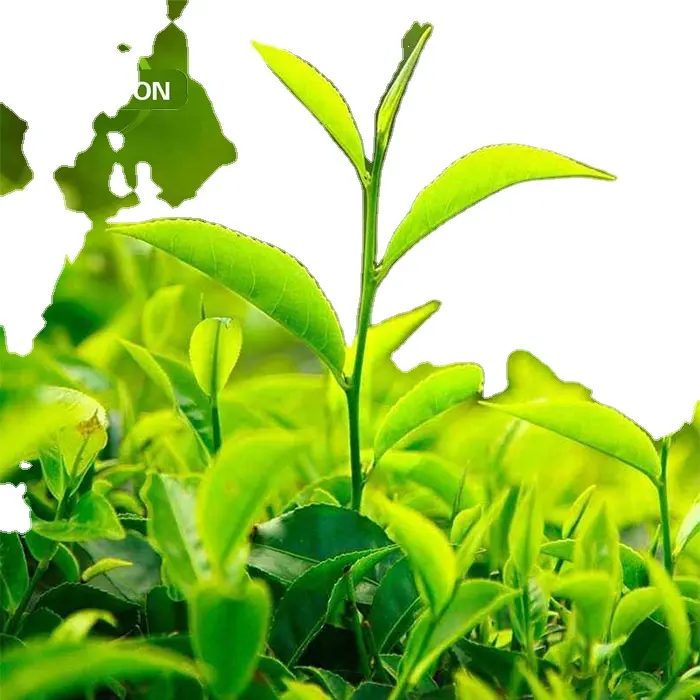 Экстракт зеленого чая по лучшей цене, полифенолы зеленого чая 25%-98%