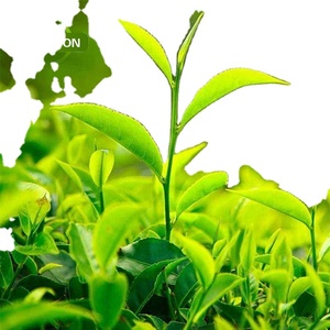 مسحوق مستخلص الشاي الأخضر بأفضل سعر، 25%-98% بوليفينول، تعبئة في براميل - Product Image 1