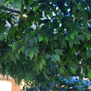 Nhà Máy Tùy Chỉnh Lớn Ngoài Trời Nhân Tạo Cây Sồi Ficus Trang Trí Cuộc Sống Kích Thước Nóng Bán Đẹp Bóng Râm Chất Lượng Cao Sản Phẩm - Product Image 4