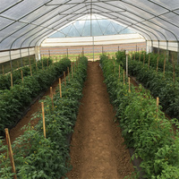 Grande serre tunnel simple pour légumes 8x30m, film PE, structure en acier galvanisé à chaud, personnalisable pour la culture de tomates et de fleurs