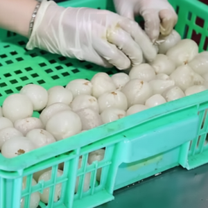 Viande de litchi congelée | Douceur naturelle | Approvisionnement en gros - Product Image 1