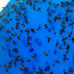 강한 파리 함정 버그 스티커 보드 진딧물 곤충 해충 포수 킬러