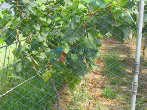 Bền nông nghiệp PE & PP nhựa chống chim bảo vệ lưới tùy chỉnh cắt dịch vụ cho cây trồng và bảo vệ trái cây - Product Image 6