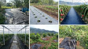 Malla Antihierbas de Polipropileno Tejido - Malla de Control de Malezas Permeable y Resistente a los Rayos UV para Jardín, Huerto y Uso Agrícola - Product Image 3