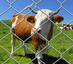 <span class=keywords><strong>Malla</strong></span> <span class=keywords><strong>de</strong></span> Alambre Ciclónica CGL OEM <span class=keywords><strong>de</strong></span> Fábrica, Rollo <span class=keywords><strong>de</strong></span> Cerca <span class=keywords><strong>de</strong></span> Eslabones <span class=keywords><strong>de</strong></span> Cadena <span class=keywords><strong>de</strong></span> PVC <span class=keywords><strong>de</strong></span> 100 Pies, Cerca <span class=keywords><strong>de</strong></span> Eslabones <span class=keywords><strong>de</strong></span> Cadena Galvanizada en Caliente, Precio <span class=keywords><strong>de</strong></span> Venta - Product Image 1