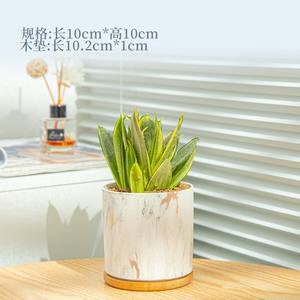 Maceta <span class=keywords><strong>de</strong></span> mármol para flores, maceta suculenta <span class=keywords><strong>de</strong></span> cerámica, maceta con patrón <span class=keywords><strong>de</strong></span> mármol nórdico, jarrón <span class=keywords><strong>de</strong></span> escritorio (planta no incluida), Juego <span class=keywords><strong>de</strong></span> 3 uds. - Product Image 4