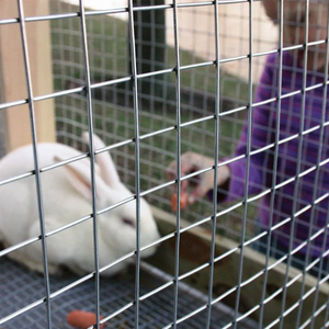 Bền và mạnh mẽ <span class=keywords><strong>10x10</strong></span> mạ kẽm hàn được sử dụng cho gà Coop tấm lưới thép mạ kẽm - Product Image 4