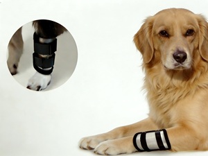 ตัวป้องกันสายสวน IV สำหรับสุนัขและแมว - Product Image 4