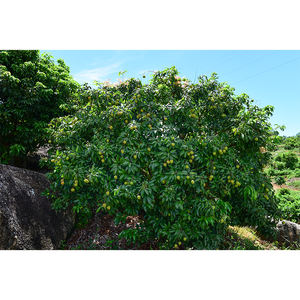 ลิ้นจี่หวานสีเขียวผลไม้สดขนาดใหญ่ที่<span class=keywords><strong>ม</strong></span>ีหลุ<span class=keywords><strong>ม</strong></span>ขนาดเล็กพันธุ์ที่หายาก - Product Image 6