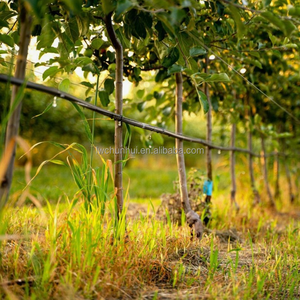 Fábrica buen <span class=keywords><strong>precio</strong></span> pequeño diámetro agricultura riego PE tubo rollo tubo de agua 16mm Tubo HDPE - Product Image 6