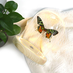 Bán buôn Đèn Led bướm thật khô Rose Thủ công mỹ nghệ <span class=keywords><strong>Dome</strong></span> Glass hiển thị Glass mái vòm với gỗ cơ sở - Product Image 5