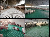 Plancher à lattes en plastique pour volailles, agneau, bétail, poulets de chair, chèvres, lapins et porcs