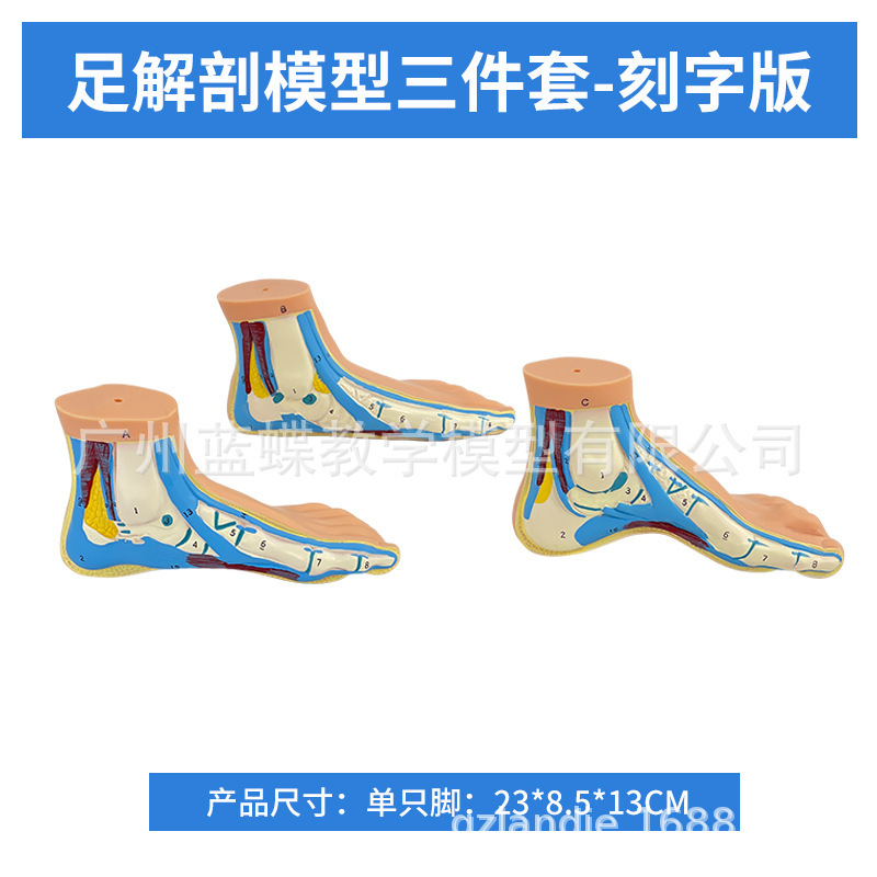 Foot Anatomy (Engraved Version) - Three-piece Set