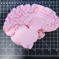 Ornement de maison, artisanat en résine, figurine de crâne humain en impression 3D pour l'école de médecine