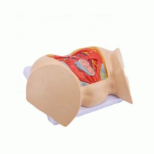 نموذج عضلات العجان المتقدمة للإناث والأعصاب والأوعية ، نموذج العجان - Product Image 2