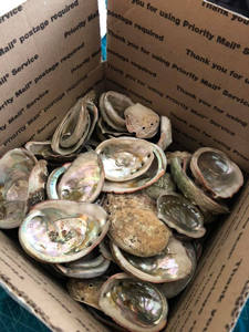 GGN-Concha de Abalón Triturada de Color Natural para Decoración del Hogar, Concha de Tritón, Corona de Reina del Océano, Abalón Crudo, Concha de Mar, - Product Image 2