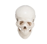CBM-001H mitad humana desarticulado esqueleto modelo Artificial anatomía médica modelo de esqueleto