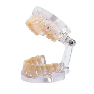 Modelo de dientes dentales Estándar Typodont Teach Demostración Dientes Estudio Modelo adulto para dental