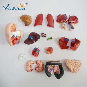 Torso medico materiale didattico organo umano per scienza medicale20 parti di anatomia umana Torso modello 55CM Unisex Torso modello - Product Image 6