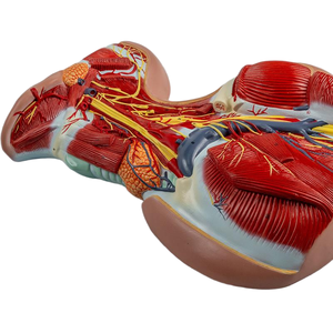 首の深い筋肉 & 神経血管の解剖学モデル-医療教育援助 - Product Image 2