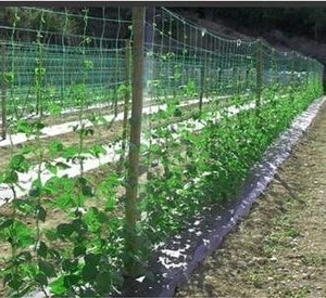 Filet de grimpement pour tomates 8 g/m² / Filet de soutien pour plantes grimpantes / Treillis pour pois - Product Image 6
