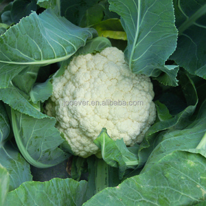 Bouquets de chou-fleur congelés blancs congelés <span class=keywords><strong>IQF</strong></span> Brocoli Légumes Chunk Cube en bloc en dés en vrac dans un sac - Product Image 2