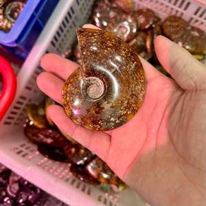 Groothandel Natuurlijke Ammoniet Fossiele Specimen Genezende Kristallen Kwarts Edelstenen Voor Minerale Geschenken - Product Image 5