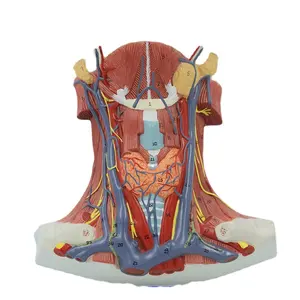 PNT-0337 Anatomie Van De Hals Model Levensgrote