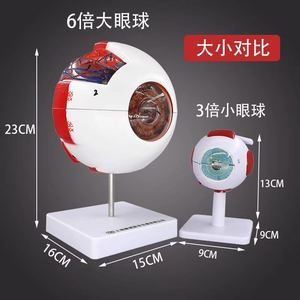 Versión profesional del modelo anatómico del ojo humano, estructura ocular, características faciales, enseñanza de oftalmología - Product Image 2