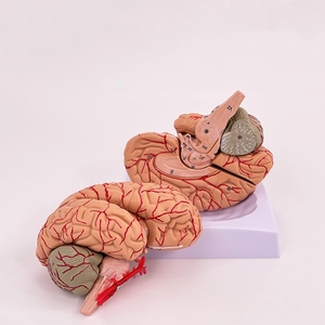 Modèle de cerveau humain Tianlian TL-JX020, squelette en PVC en 8 parties, taille réelle, fonction du cerveau, anatomie, enseignement médical, <span class=keywords><strong>neurosciences</strong></span> - Product Image 4