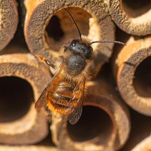 Maison hexagonale d'abeille d'hôtel d'abeille sauvage avec la boucle pour accrocher - Product Image 4