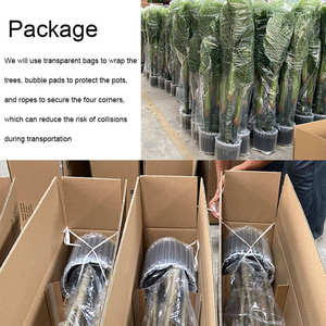 Palma <span class=keywords><strong>Areca</strong></span> Artificiale Ecologica <span class=keywords><strong>in</strong></span> Plastica 250cm con Vaso da 8 Pollici per <span class=keywords><strong>Casa</strong></span>, Ufficio, Giardino, Interni ed Esterni - Product Image 4