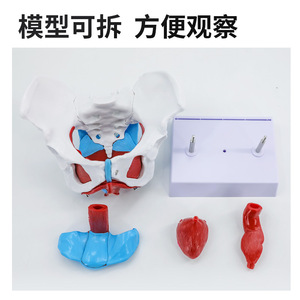 Modelo de pelvis femenina con modelo de músculos del suelo pélvico; anatomía uterina y perineal; estructuras neurovasculares; obstetricia y - Product Image 3