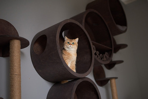 Venta al por mayor de muebles de estantes de pared para gatos hamaca cama gato para la pared SET CASAS para gatos, muebles modernos - Product Image 2