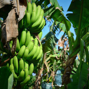 GMP-064 100% натуральный чистый банановый порошок, мука с банановым вкусом ben <span class=keywords><strong>nye</strong></span>, роскошный банановый порошок - Product Image 5