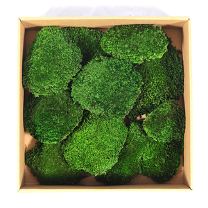 Preserved <strong>Moss</strong> Green Lichen <strong>Moss</strong> DIY Wall Real Natural Stabilized Preserved <strong>Bun</strong> Pillow Cushion Pole <strong>Moss</strong> - Product Image 6