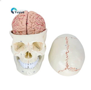 Accesorio <span class=keywords><strong>craneal</strong></span> de <span class=keywords><strong>sutura</strong></span> de cráneo, modelo de esqueleto humano de PVC de plástico, anatomía <span class=keywords><strong>craneal</strong></span> neuroquirúrgica para entrenamiento escolar - Product Image 1