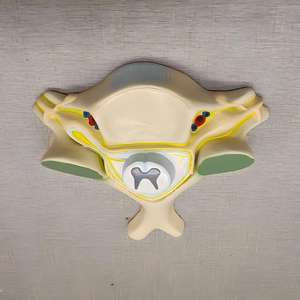 Modelo Ampliado <span class=keywords><strong>de</strong></span> la 5ª Vértebra Cervical con Médula Espinal y Nervios - Herramienta <span class=keywords><strong>de</strong></span> Enseñanza <span class=keywords><strong>de</strong></span> Anatomía - Product Image 3