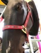 ProfessionalEquestrian Horse Halter with <b>Lead</b> <b>Rope</b> Customizable Durable Head Collar Comfortable High Quality Equipment Wholesale - Product Image 4