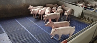 Nouvel équipement personnalisé pour l'élevage de moutons, destiné aux fermes avicoles de haute qualité : Planchers en plastique à lattes, robustes et à pleine/demi-étanchéité pour porcs.