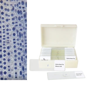 <span class=keywords><strong>Mitosis</strong></span> <span class=keywords><strong>en</strong></span> células vegetales Imágenes Punta de raíz de cebolla que muestra todas las etapas Juegos de diapositivas preparadas educativas - Product Image 2