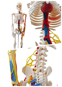 85CM PVC Modelo de Esqueleto Humano com Nervos e Vasos Sanguíneos Anatômico Ferramenta de Ensino para Treinamento em Ciências Médicas em Hospitais - Product Image 3